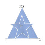 New Star Takım Logosu